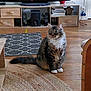 Ponponette participe au concours pour gagner de l'argent avec cette photo : cat, tabby_cat, indoor, living_room, wooden_floor, rug, carpet, furniture, table, shelf, speaker, electronics, cushion, houseplant, pet, whiskers, alert, cozy, domestic, fur