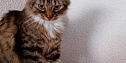 Ponponette a rejoint le concours — aidez-le/la à gagner de superbes lots ! cat, tabby, white_paws, green_eyes, fluffy, feline, pet, indoor, couch, red_couch, wall, textured_wall, wood, hanging_decoration, animal, mammal, domestic_animal, fur, whiskers, paws