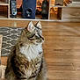 Ponponette participe au concours pour gagner de l'argent avec cette photo : cat, tabby, fluffy, indoor, pet, feline, sitting, rug, wood_floor, shelf, speakers, decor, star_shape, papers, curious, whiskers, ears, fur, side_view, cozy