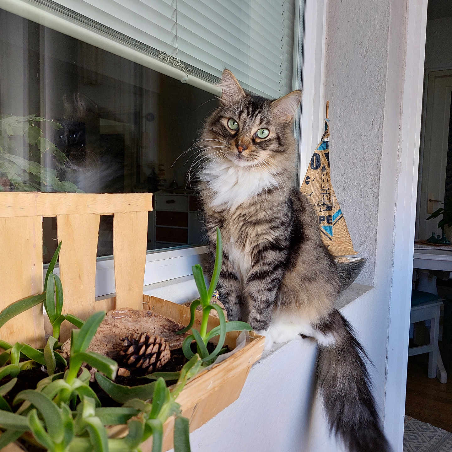 Ponponette a rejoint le concours — aidez-le/la à gagner de superbes lots ! cat, cozy, curious, domestic, feline, fluffy, green_eyes, houseplant, indoor, pet, pine_cone, planter_box, plants, reflection, tabby, tail, white_wall, window, windowsill, wooden_planter