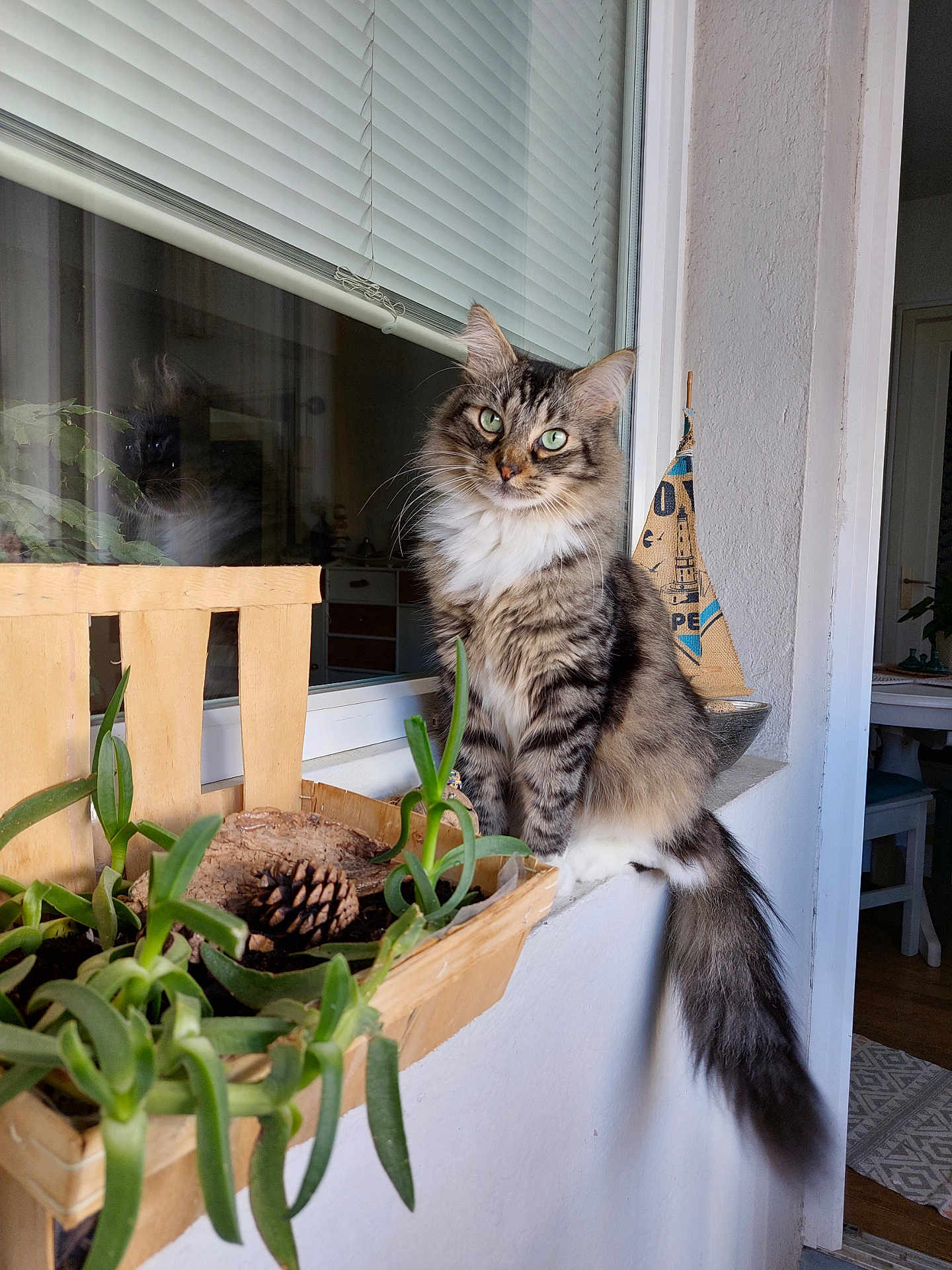 Ponponette a rejoint le concours — aidez-le/la à gagner de superbes lots ! cat, tabby, green_eyes, fluffy, windowsill, planter_box, plants, pine_cone, indoor, reflection, curious, pet, feline, white_wall, wooden_planter, tail, houseplant, window, cozy, domestic