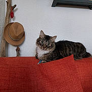 Ponponette participe au concours pour gagner de l'argent avec cette photo : cat, tabby, feline, couch, orange_couch, pillow, indoor, home, hat, wooden_stick, shelf, decor, curious, pet, animal, fur, green_eyes, relaxed, resting, cozy