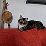 cat, tabby, feline, couch, orange_couch, pillow, indoor, home, hat, wooden_stick, shelf, decor, curious, pet, animal, fur, green_eyes, relaxed, resting, cozy