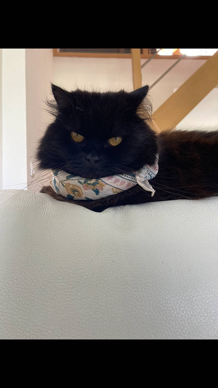 Griotte participe au concours pour gagner de l'argent avec cette photo : black_cat, bombay, carnivore, cat, claw, comfort, domestic_short_haired_cat, felidae, fur, grey, paw, rectangle, room, small_to_medium_sized_cats, snout, tail, terrestrial_animal, whiskers