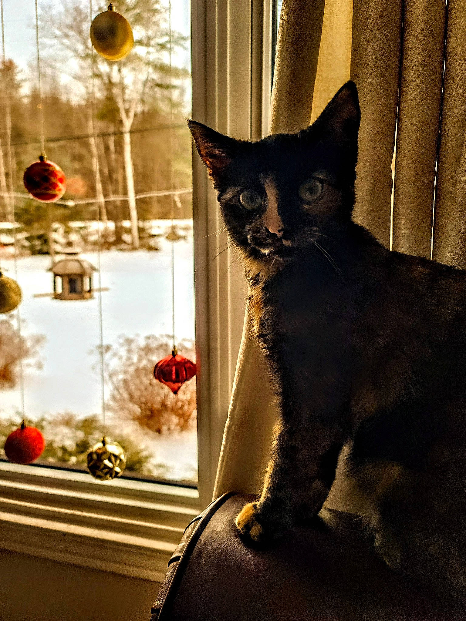Piper is registered to the contest to win money with this photo: carnivore, cat, christmas_ornament, curtain, darkness, domestic_short_haired_cat, event, eye, felidae, fur, glass, light, lighting, ornament, small_to_medium_sized_cats, tail, tints_and_shades, tree, whiskers, window