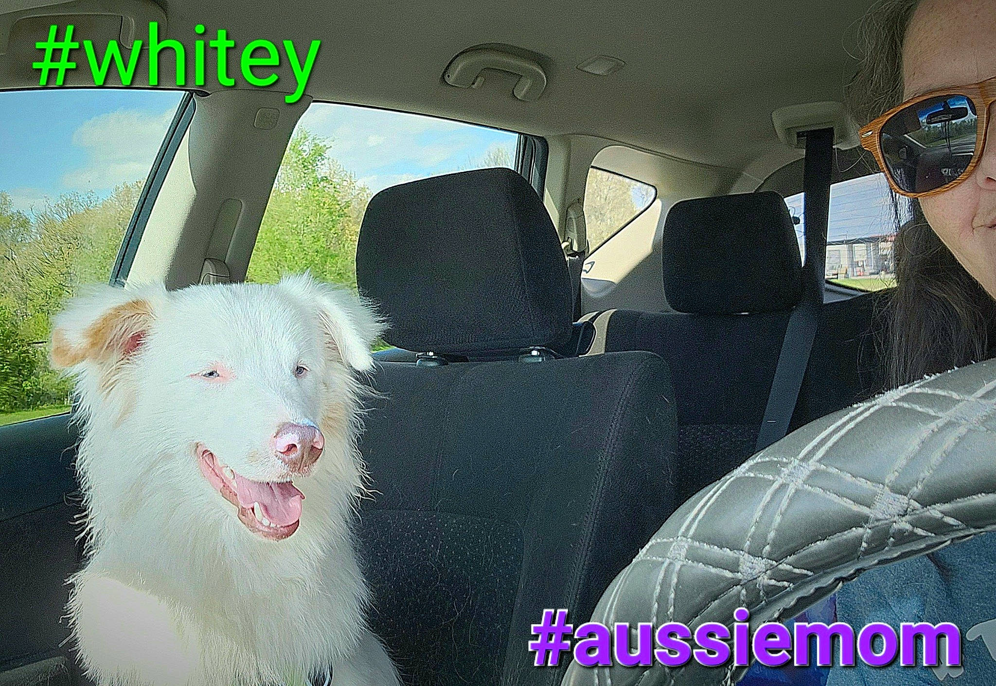 Whitey joined the competition — help win amazing prizes! automotive_design, automotive_exterior, car, car_seat_cover, carnivore, companion_dog, dog, dog_breed, goggles, head_restraint, motor_vehicle, personal_luxury_car, plant, seat_belt, snout, steering_wheel, sunglasses, vehicle, vehicle_door, window