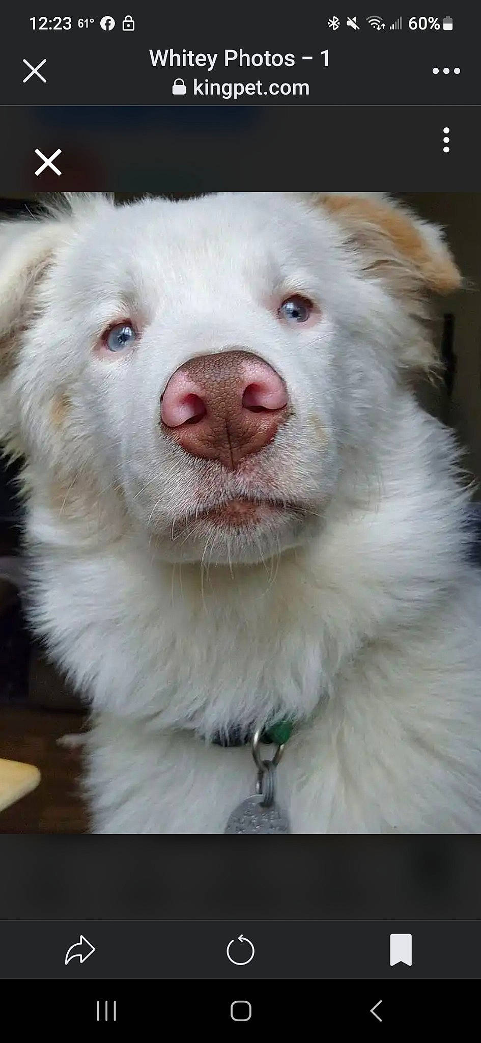 Whitey is registered to the contest to win money with this photo: canidae, carnivore, companion_dog, dog, dog_breed, eye, fang, fawn, fur, head, jaw, non_sporting_group, samoyed, snout, sporting_group, terrestrial_animal, volpino_italiano, whiskers, working_animal