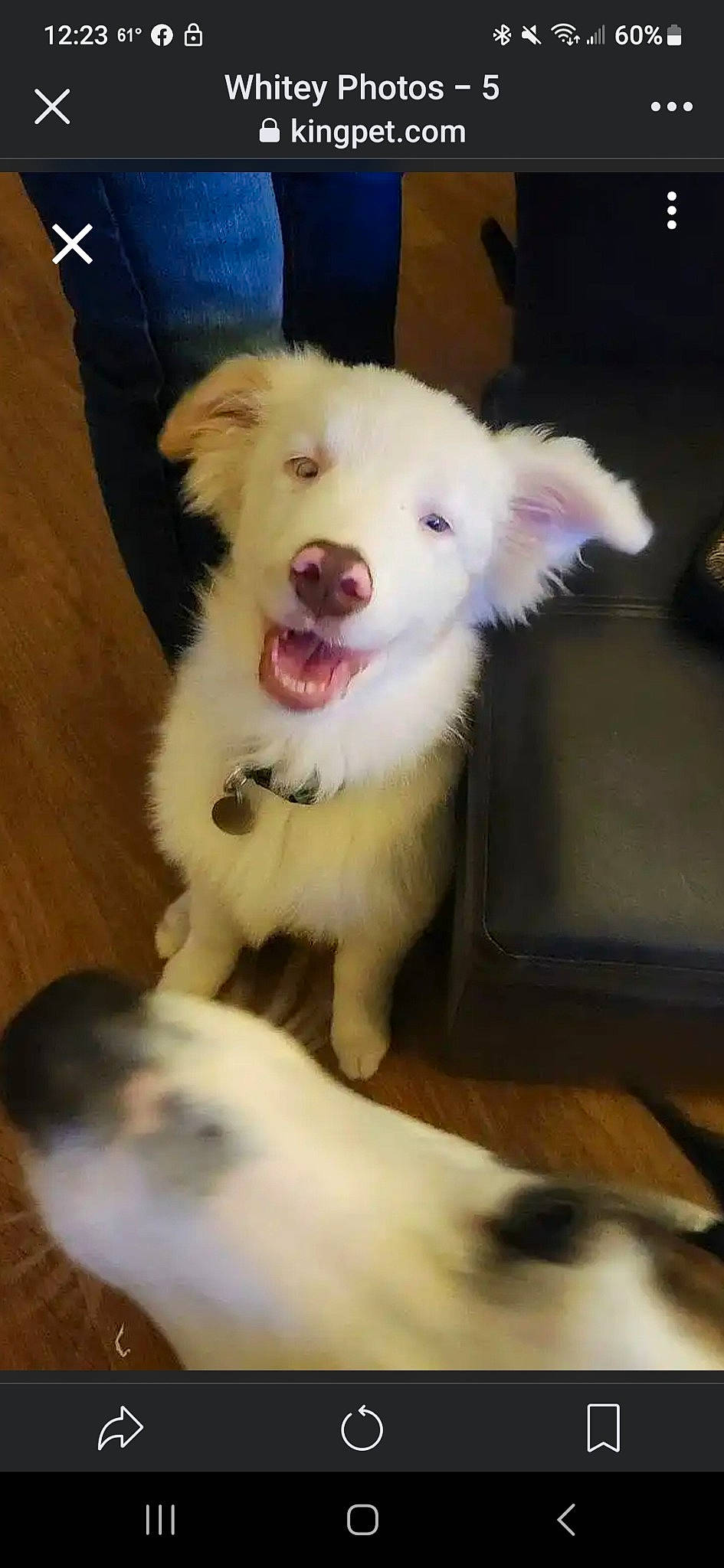 Whitey is registered to the contest to win money with this photo: american_eskimo_dog, carnivore, companion_dog, dog, dog_breed, fang, fawn, felidae, flooring, fur, german_spitz, paw, samoyed, snout, spitz, terrestrial_animal, toy_dog, volpino_italiano, whiskers, working_animal