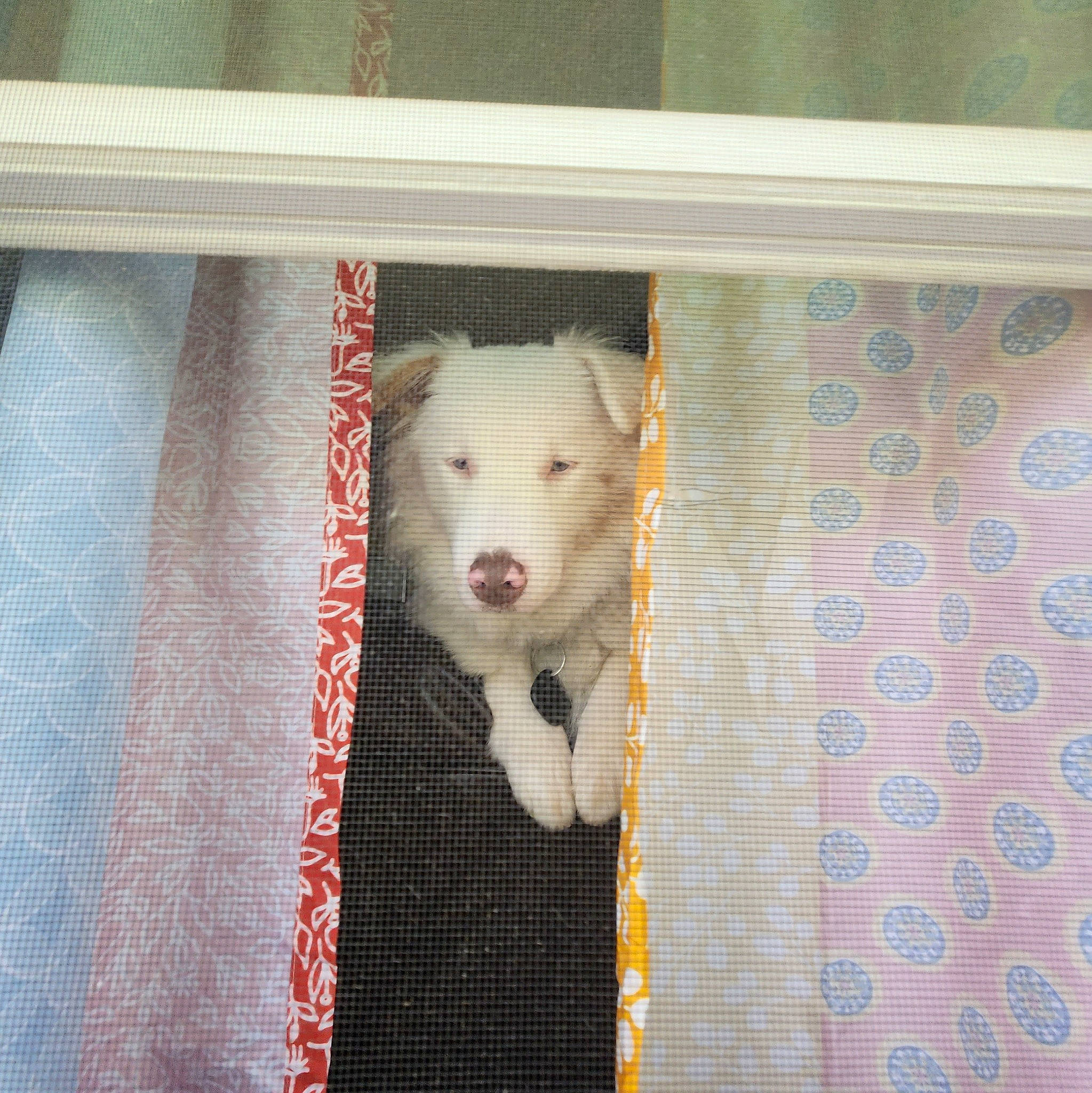 Whitey is registered to the contest to win money with this photo: canidae, carnivore, companion_dog, dog, dog_breed, dog_crate, fawn, felidae, flooring, fur, muroidea, pattern, pet_supply, rodent, small_to_medium_sized_cats, snout, stuffed_toy, tail, whiskers, wood