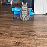 Zeus is registered to the contest to win money with this photo: cat, tabby_cat, striped_fur, pet, animal, sitting, indoors, wooden_floor, blue_boxes, storage, shelves, collar, bell, tail, ears, whiskers, yellow_eyes, portrait, home, upright