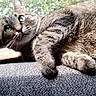 Zeus joined the competition — help win amazing prizes! cat, tabby, feline, pet, animal, portrait, close_up, green_eyes, whiskers, ears, fur, striped_fur, paws, lying_down, relaxed, indoor, carpet, wood, plants, outdoor_light
