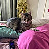 cat, tabby_cat, pet, animal, bed, bedding, blanket, pink_blanket, green_blanket, bedroom, indoor, lying_down, sitting, whiskers, ears, eyes, striped_fur, remote_control, television_remote, gold_blanket