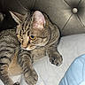 cat, tabby_cat, pet, animal, feline, striped_fur, yellow_eyes, whiskers, pointed_ears, paws, lying_down, bed, bedroom, blanket, pillow, tufted_headboard, cozy, indoors, portrait, relaxed