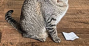 Zeus joined the competition — help win amazing prizes! cat, tabby_cat, pet, animal, sitting, indoors, wooden_floor, collar, bell, green_eyes, striped_fur, whiskers, ears, tail, paws, tissue, pink_clog, household, portrait, alert