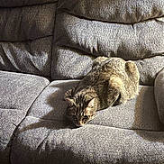 Zeus is registered to the contest to win money with this photo: cat, tabby_cat, feline, pet, animal, couch, sofa, indoors, home, furniture, sunlight, shadow, gray, brown, striped, crouching, lying_down, alert, portrait, cozy