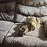 cat, tabby_cat, feline, pet, animal, couch, sofa, indoors, home, furniture, sunlight, shadow, gray, brown, striped, crouching, lying_down, alert, portrait, cozy