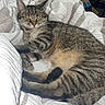 cat, tabby, sleeping, sleepy, pet, animal, bed, bedding, blanket, indoors, bedroom, cozy, relaxed, lying_down, striped_fur, whiskers, ears, tail, portrait, home
