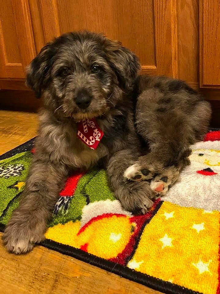 Henry joined the competition — help win amazing prizes! bolonka, canidae, carnivore, catalan_sheepdog, dog, dog_breed, irish_soft_coated_wheaten_terrier, irish_wolfhound, labradoodle, mammal, poodle_crossbreed, puppy, rare_breed_dog, schnauzer, schnoodle, sporting_group, sporting_lucas_terrier, terrier, vertebrate