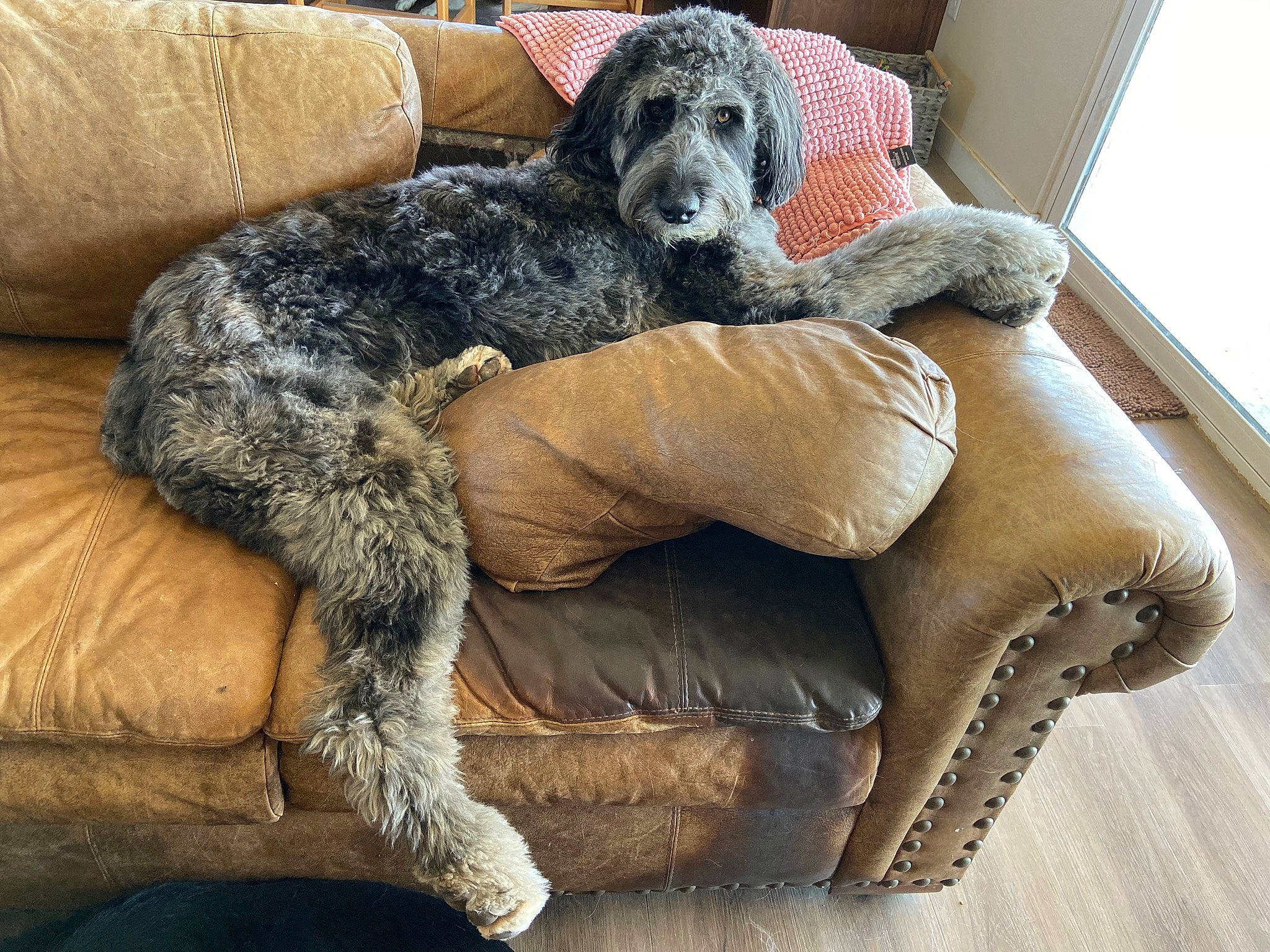 Henry joined the competition — help win amazing prizes! afghan_hound, canidae, carnivore, companion_dog, dog, dog_breed, irish_wolfhound, mammal, non_sporting_group, sporting_group, vertebrate
