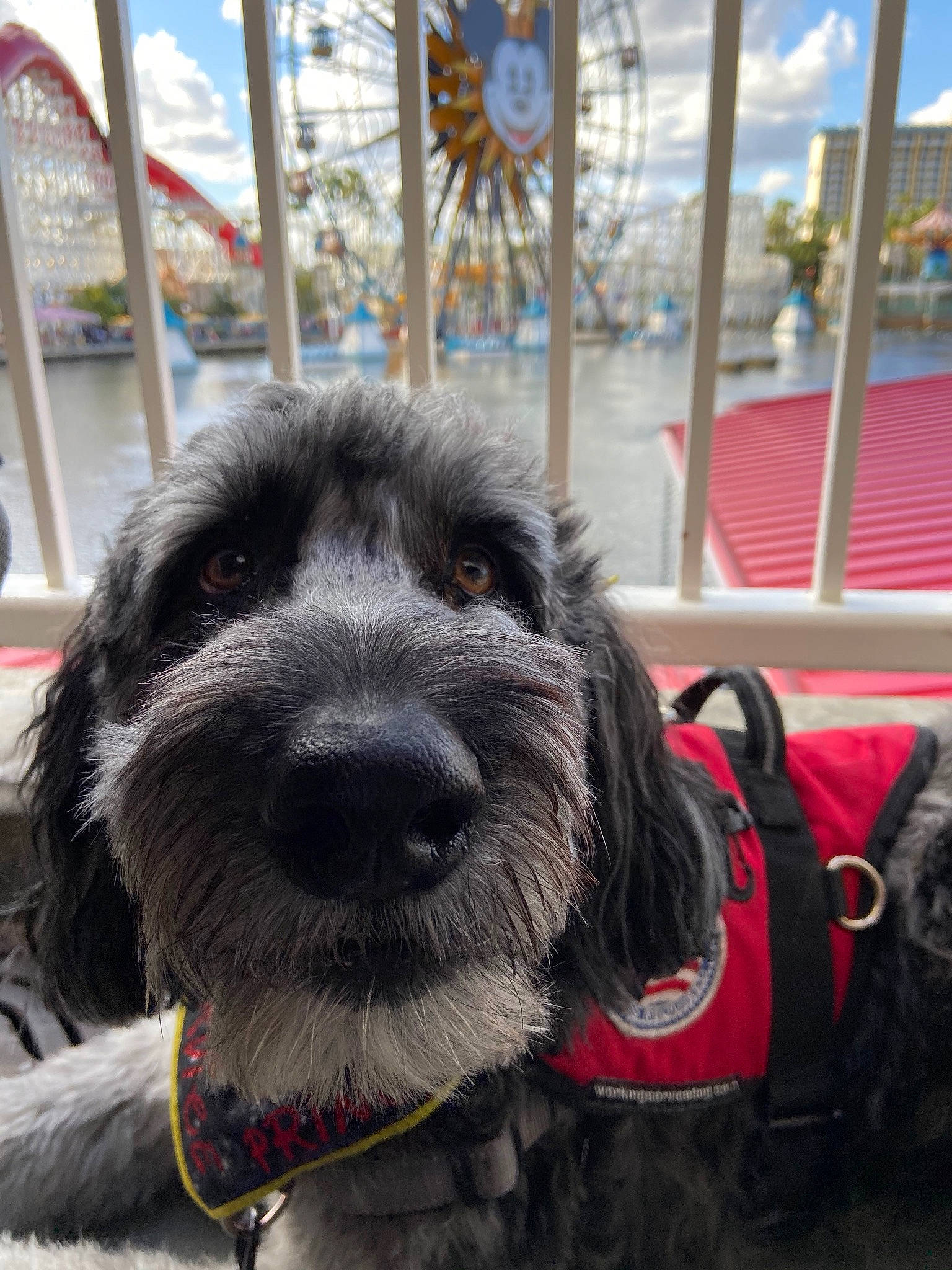 Henry is registered to the contest to win money with this photo: canidae, carnivore, catalan_sheepdog, companion_dog, dog, dog_breed, german_wirehaired_pointer, mammal, miniature_schnauzer, petit_basset_griffon_vendeen, rare_breed_dog, schnauzer, schnoodle, snout, spinone_italiano, sporting_group, standard_schnauzer, terrier, vertebrate, wirehaired_pointing_griffon