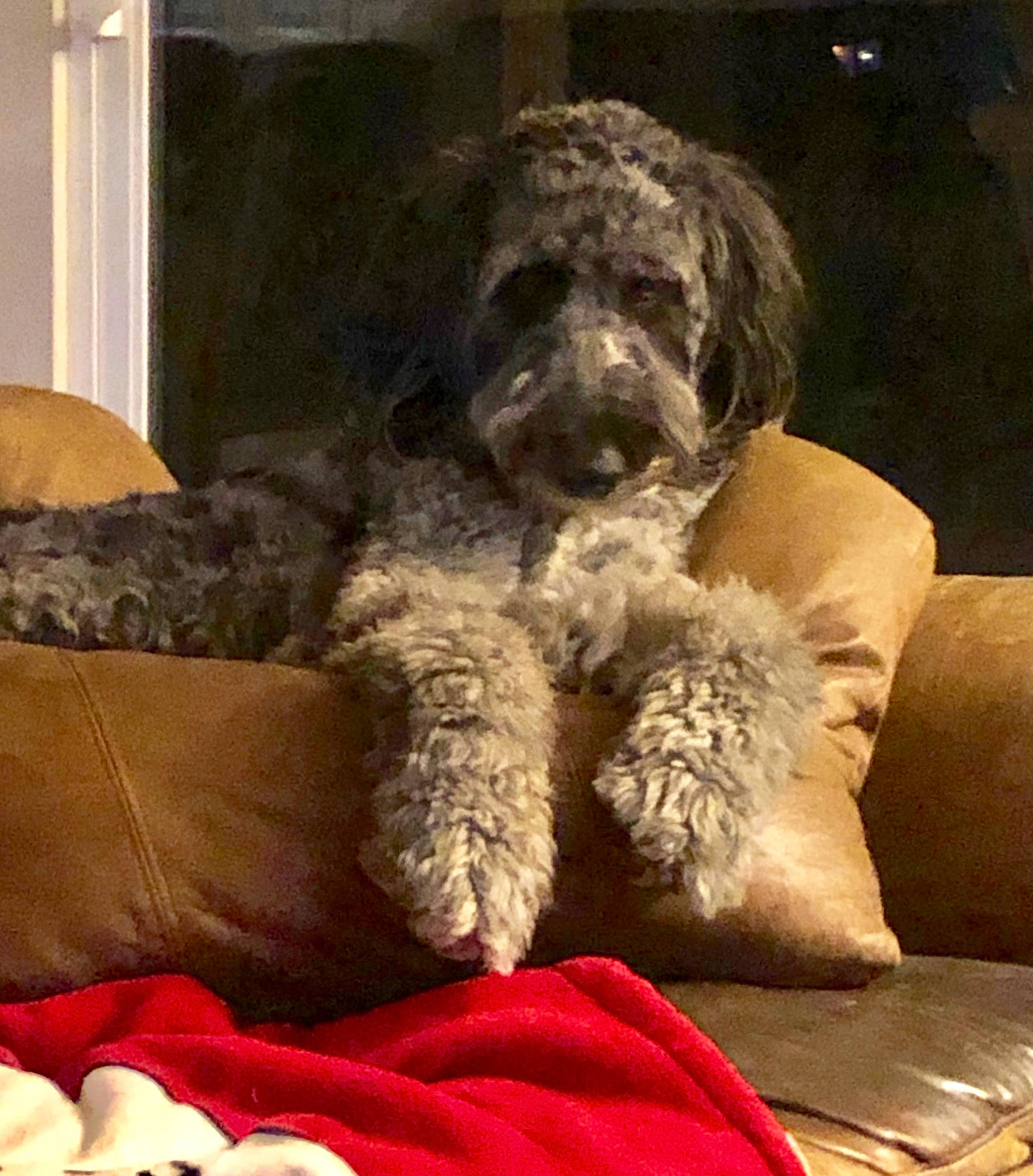 Henry is registered to the contest to win money with this photo: canidae, carnivore, cockapoo, dog, dog_breed, fur, goldendoodle, irish_soft_coated_wheaten_terrier, labradoodle, lagotto_romagnolo, miniature_poodle, non_sporting_group, portuguese_water_dog, pumi, schnoodle, spanish_water_dog, sporting_group, standard_poodle, terrier, toy_dog