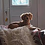 dog, small_dog, indoor, chair, cushion, fluffy_pillow, door, glass, natural_light, pet, animal, relaxing, brown_dog, furniture, home, cozy, window, decorative_glass, resting, calm