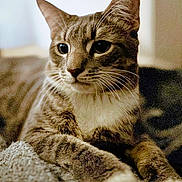 Loki joined the competition — help win amazing prizes! cat, tabby, feline, pet, animal, portrait, close_up, whiskers, ears, eyes, striped_fur, brown_fur, white_chest, sitting, indoors, blanket, cozy, couch, alert, photography