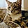Loki