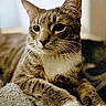 cat, tabby, feline, pet, animal, portrait, close_up, whiskers, ears, eyes, striped_fur, brown_fur, white_chest, sitting, indoors, blanket, cozy, couch, alert, photography