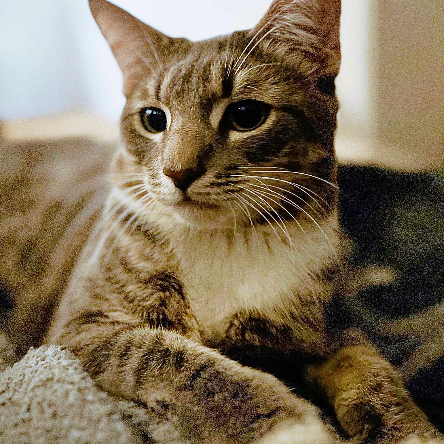 Loki joined the competition — help win amazing prizes! cat, tabby, feline, pet, animal, portrait, close_up, whiskers, ears, eyes, striped_fur, brown_fur, white_chest, sitting, indoors, blanket, cozy, couch, alert, photography