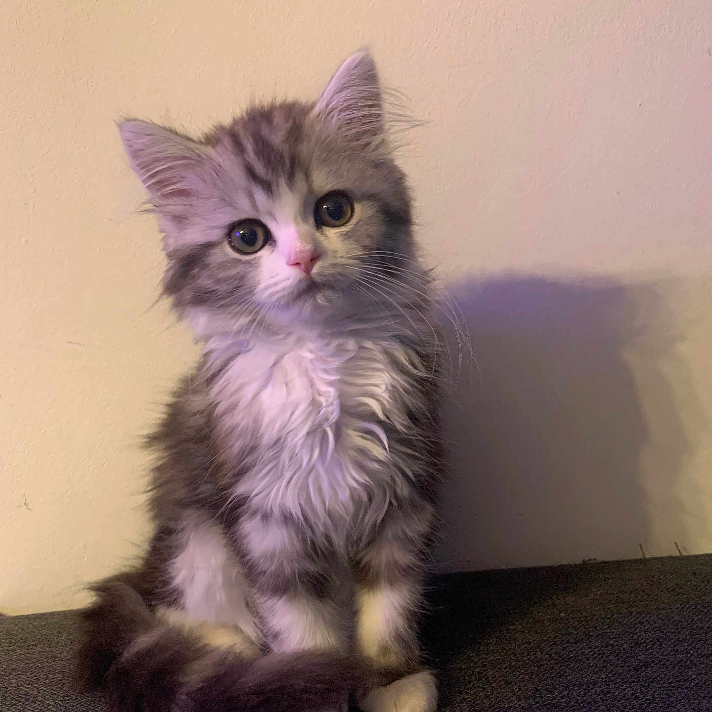 Kitty participe au concours pour gagner de l'argent avec cette photo : abyssinian, angora, animal, cat, kitten, manx, pet, siamese