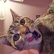 Kennedy is registered to the contest to win money with this photo: animal, brown, cat, ceiling_fan, closeup, curtains, expression, funny_face, fur, hand, indoor, pet, phone_ui, pink, portrait, room, screenshot, tongue_out, wall, wide_eyes