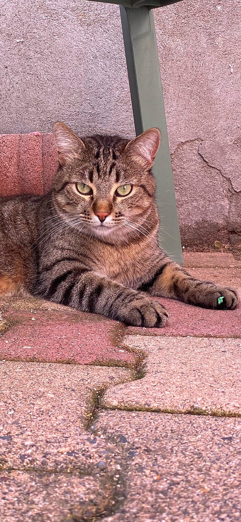 Gribouille a rejoint le concours — aidez-le/la à gagner de superbes lots ! carnivore, cat, domestic_short_haired_cat, felidae, fur, grass, paw, road_surface, sitting, small_to_medium_sized_cats, snout, tail, terrestrial_animal, whiskers, wildlife, window