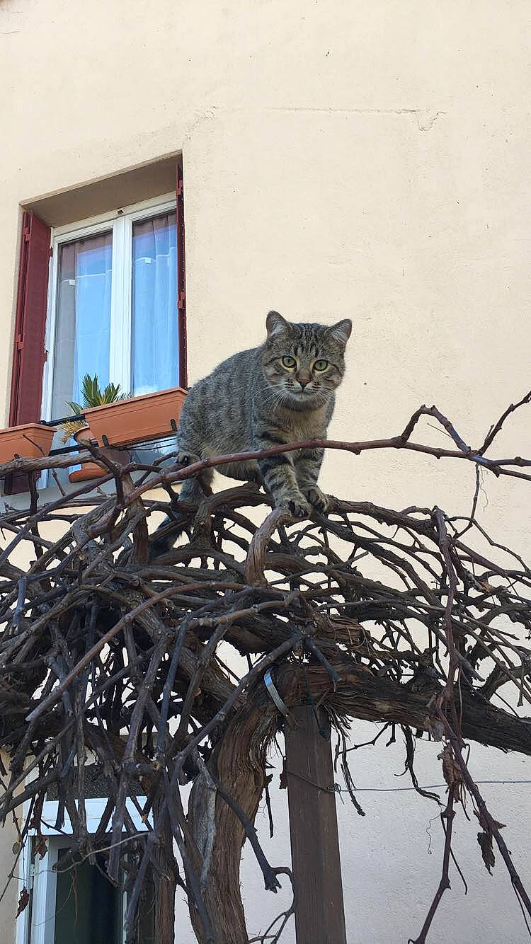 Bouille a rejoint le concours — aidez-le/la à gagner de superbes lots ! building, carnivore, cat, facade, felidae, house, metal, plant, sash_window, sky, small_to_medium_sized_cats, tail, terrestrial_animal, tree, trunk, twig, whiskers, wildlife, window, wood