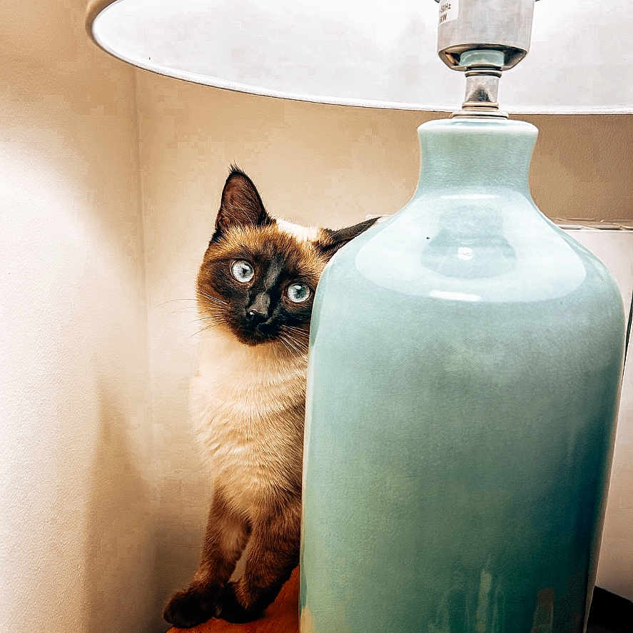 Shuri participe au concours pour gagner de l'argent avec cette photo : animal, art, cat, glass, hardwood, indoors, interiordesign, jar, kitten, lamp, lampshade, lighting, manx, pet, plywood, porcelain, pottery, siamese, tablelamp, wood