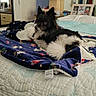 Kai is registered to the contest to win money with this photo: dog, bed, blanket, indoor, cozy, black_and_white, small_dog, fur, resting, home, quilt, furniture, photo_frame, decor, shelf, mirror, door, comfort, pet, animal
