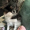 Kai joined the competition — help win amazing prizes! dog, small_dog, black_and_white, fluffy, pet, toy, plush_toy, quilted_blanket, pillow, indoor, cozy, home, furniture, cute, alert, sitting, fur, ears, face, companion
