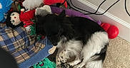 Kai joined the competition — help win amazing prizes! dog, black_and_white, plush_toys, blanket, carpet, indoor, cables, wall, red_toy, purple_blanket, green_plush, soft_toys, pet, resting, fur, cute, animal, home, cozy, lying_down