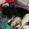 dog, black_and_white, plush_toys, blanket, carpet, indoor, cables, wall, red_toy, purple_blanket, green_plush, soft_toys, pet, resting, fur, cute, animal, home, cozy, lying_down