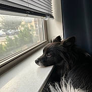 Kai joined the competition — help win amazing prizes! dog, black_dog, windowsill, window, blinds, indoor, pet, fur, black_fur, white_fur, side_view, looking_out, calm, resting, closeup, domestic_animal, house, daylight, quiet, home