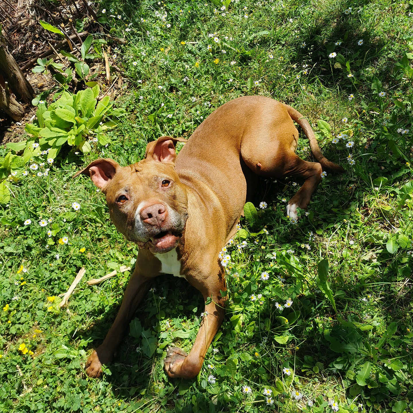 Kaya participe au concours pour gagner de l'argent avec cette photo : animal, boxer, bulldog, canine, dog, field, grass, green, herbal, herbs, leaf, nature, outdoors, pet, pitbull, plant, puppy, soil, tree, vegetation
