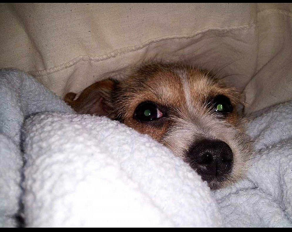 Rosie is registered to the contest to win money with this photo: bed, canidae, carnivore, comfort, companion_dog, dog, dog_breed, fawn, fur, linens, nap, non_sporting_group, paw, puppy, snout, sporting_group, terrestrial_animal, toy_dog, whiskers, working_animal