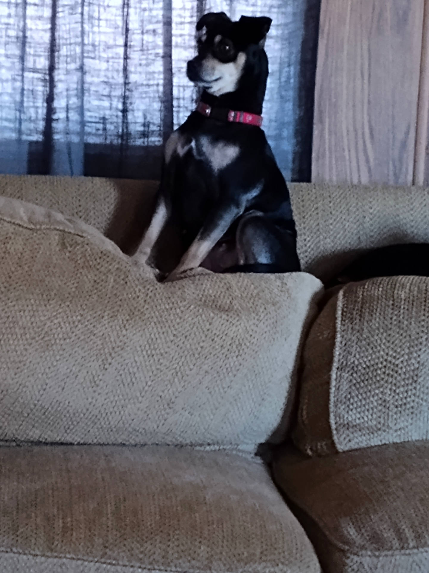 Lady joined the competition — help win amazing prizes! animal, architecture, armchair, building, canine, chair, couch, cushion, dog, furniture, homedecor, husky, indoors, interiordesign, linen, livingroom, pet, pointer, puppy, room