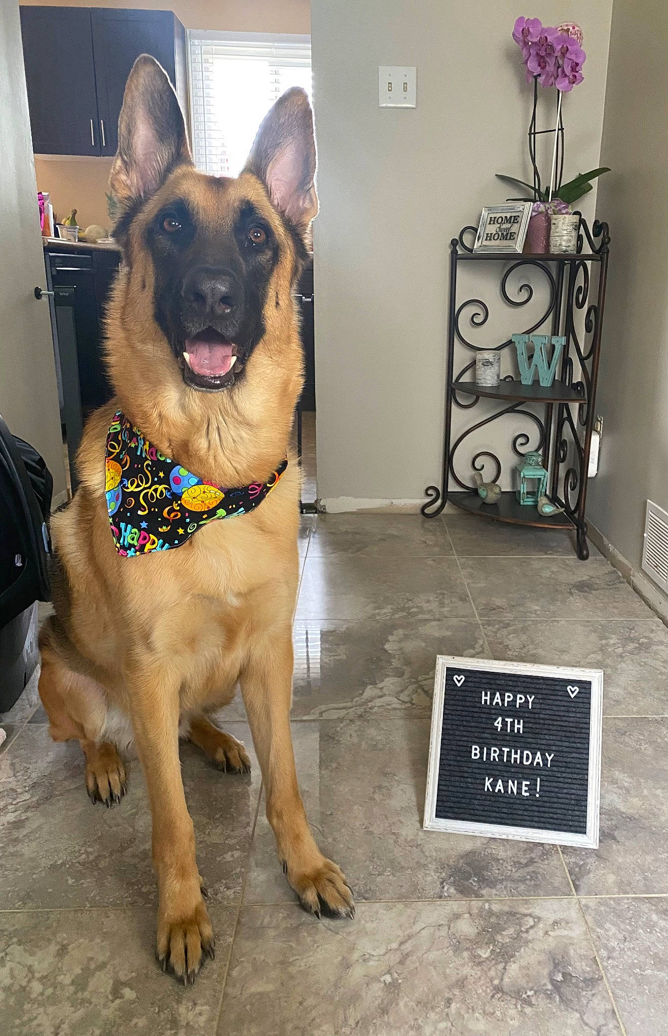 Kane is registered to the contest to win money with this photo: art, canidae, carnivore, collar, companion_dog, dog, dog_breed, dog_collar, dog_supply, fawn, flooring, fur, houseplant, leash, pet_supply, snout, sporting_group, tail, whiskers, working_animal