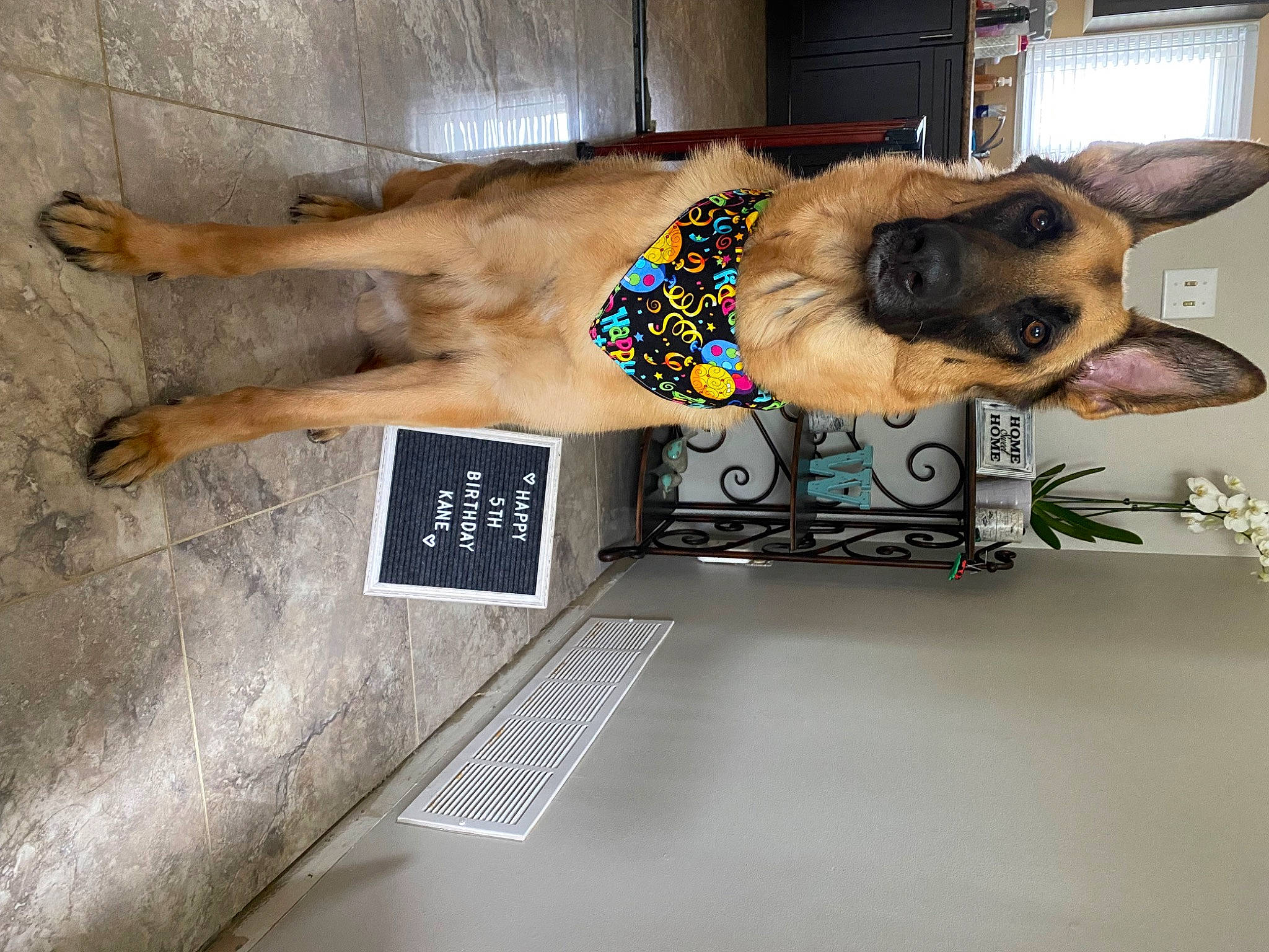 Kane joined the competition — help win amazing prizes! art, canidae, carnivore, companion_dog, couch, dog, dog_breed, dog_supply, eyewear, fashion_accessory, fawn, flooring, fur, rectangle, snout, sporting_group, sunglasses, visual_arts, working_animal, wrist