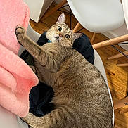 Bruno is registered to the contest to win money with this photo: cat, tabby_cat, feline, pet, chair, indoor, wooden_floor, blanket, pink_blanket, fur, whiskers, wide_eyes, curious, domestic_animal, resting, home_interior, modern_chair, paw, relaxed, cozy