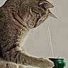 Bruno joined the competition — help win amazing prizes! beverage, brown_cat, cat, closeup, curious, domestic_animal, exploration, feline, food, household, indoor, paw, pet, plate, side_view, soda_can, still_life, straw, table, white_background
