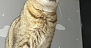 Bruno is registered to the contest to win money with this photo: animal, cat, clouds, cute, decals, domestic_animal, ears, eyes, feline, fur, indoor, looking_away, mammal, pet, portrait, sitting, stars, tabby, wall, whiskers