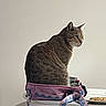 Bruno is registered to the contest to win money with this photo: animal, bag, cat, cookie, cozy, curious, domestic, feline, household, indoor, looking, minimalist, pet, pink, plate, side_view, sitting, tabby, table, white