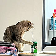 Bruno joined the competition — help win amazing prizes! bag, can, cat, chair, curiosity, curious_cat, domestic, domestic_life, drink, feline, food, green_can, household, indoor, kitchen, neutral_background, paw, pet, plate, table